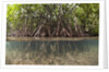 Split image of Mangroves and their extensive prop roots, Risong Bay, Micronesia, Palau by Anonymous