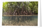 Split image of Mangroves and their extensive prop roots, Risong Bay, Micronesia, Palau by Anonymous