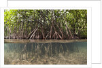 Split image of Mangroves and their extensive prop roots, Risong Bay, Micronesia, Palau by Anonymous