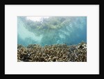 Coral reef in Risong Bay, Micronesia, Palau by Anonymous