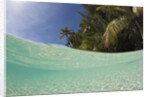 Lagoon and Palm-lined Beach, Micronesia, Palau by Anonymous