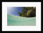 Lagoon and Palm-lined Beach, Micronesia, Palau by Anonymous