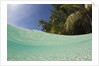 Lagoon and Palm-lined Beach, Micronesia, Palau by Anonymous