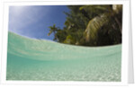Lagoon and Palm-lined Beach, Micronesia, Palau by Anonymous