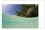 Lagoon and Palm-lined Beach, Micronesia, Palau by Anonymous