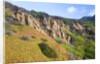 Succulent plants at Garrapata State Park on Big Sur Coast by Anonymous