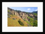Succulent plants at Garrapata State Park on Big Sur Coast by Anonymous