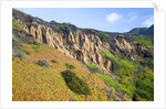 Succulent plants at Garrapata State Park on Big Sur Coast by Anonymous