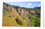 Succulent plants at Garrapata State Park on Big Sur Coast by Anonymous