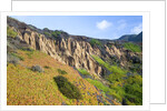 Succulent plants at Garrapata State Park on Big Sur Coast by Anonymous
