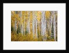 Colorful aspen trees. Thorpe Mountain, Colorado by Anonymous