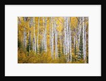 Colorful aspen trees. Thorpe Mountain, Colorado by Anonymous