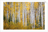 Colorful aspen trees. Thorpe Mountain, Colorado by Anonymous