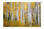 Colorful aspen trees. Thorpe Mountain, Colorado by Anonymous
