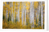 Colorful aspen trees. Thorpe Mountain, Colorado by Anonymous