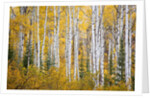 Colorful aspen trees. Thorpe Mountain, Colorado by Anonymous