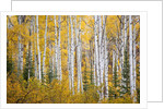 Colorful aspen trees. Thorpe Mountain, Colorado by Anonymous