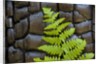 Fern in the front of burned log at Yosemite National Park by Anonymous