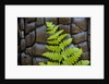 Fern in the front of burned log at Yosemite National Park by Anonymous