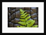 Fern in the front of burned log at Yosemite National Park by Anonymous