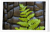 Fern in the front of burned log at Yosemite National Park by Anonymous