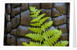 Fern in the front of burned log at Yosemite National Park by Anonymous