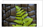 Fern in the front of burned log at Yosemite National Park by Anonymous