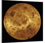 Venus by Anonymous