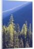 Backlit Western larch trees in Mount Rainier National Park by Anonymous