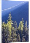 Backlit Western larch trees in Mount Rainier National Park by Anonymous
