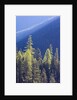 Backlit Western larch trees in Mount Rainier National Park by Anonymous
