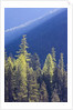 Backlit Western larch trees in Mount Rainier National Park by Anonymous