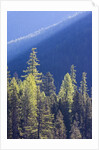 Backlit Western larch trees in Mount Rainier National Park by Anonymous