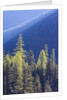 Backlit Western larch trees in Mount Rainier National Park by Anonymous