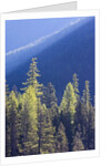 Backlit Western larch trees in Mount Rainier National Park by Anonymous