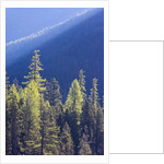 Backlit Western larch trees in Mount Rainier National Park by Anonymous