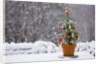 Small Christmas tree by Anonymous