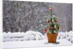 Small Christmas tree by Anonymous