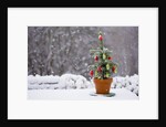 Small Christmas tree by Anonymous