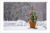 Small Christmas tree by Anonymous