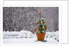 Small Christmas tree by Anonymous