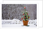 Small Christmas tree by Anonymous