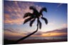 Coconut palm silhouetted at sunset at Kamaole Beach Park in Hawaii by Anonymous