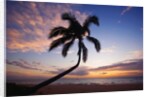 Coconut palm silhouetted at sunset at Kamaole Beach Park in Hawaii by Anonymous