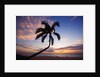 Coconut palm silhouetted at sunset at Kamaole Beach Park in Hawaii by Anonymous