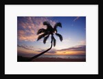 Coconut palm silhouetted at sunset at Kamaole Beach Park in Hawaii by Anonymous