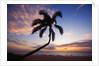 Coconut palm silhouetted at sunset at Kamaole Beach Park in Hawaii by Anonymous