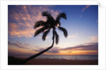 Coconut palm silhouetted at sunset at Kamaole Beach Park in Hawaii by Anonymous