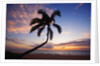 Coconut palm silhouetted at sunset at Kamaole Beach Park in Hawaii by Anonymous