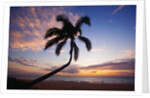 Coconut palm silhouetted at sunset at Kamaole Beach Park in Hawaii by Anonymous